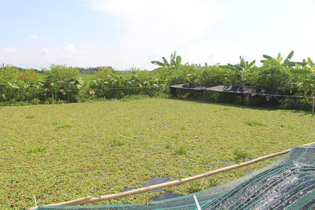 Nam Định: Nuôi con chậm chạp, bò quanh ao, tới mùa đẻ rõ lắm, anh nông dân thành tỷ phú - Ảnh 1.