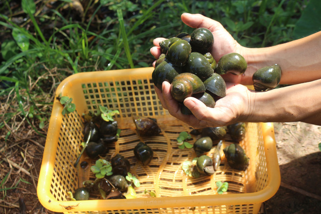 Nam Định: Nuôi con chậm chạp, bò quanh ao, tới mùa đẻ rõ lắm, anh nông dân thành tỷ phú - Ảnh 6.