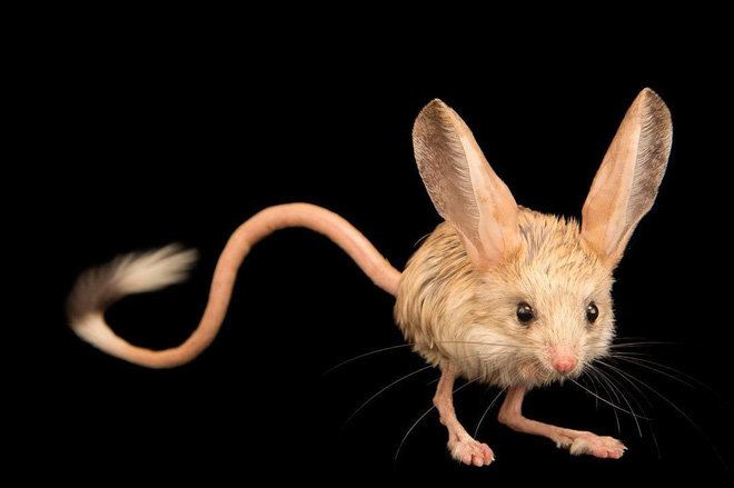Loài vật tí hon kỳ lạ này trông giống như sự pha trộn giữa chuột, thỏ, lợn và một con chuột túi - Ảnh 1.