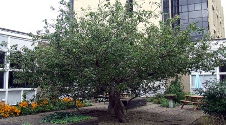 Sau gần 400 năm, cây táo của Newton vẫn đơm hoa kết trái - Ảnh 3.