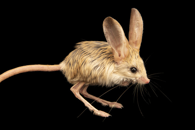 Loài vật tí hon kỳ lạ này trông giống như sự pha trộn giữa chuột, thỏ, lợn và một con chuột túi - Ảnh 3.