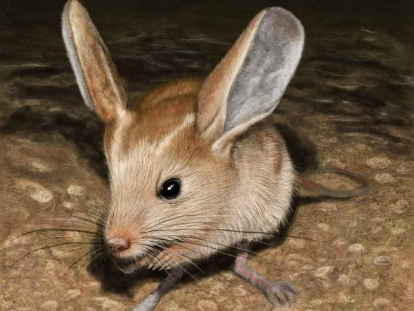 Loài vật tí hon kỳ lạ này trông giống như sự pha trộn giữa chuột, thỏ, lợn và một con chuột túi - Ảnh 4.