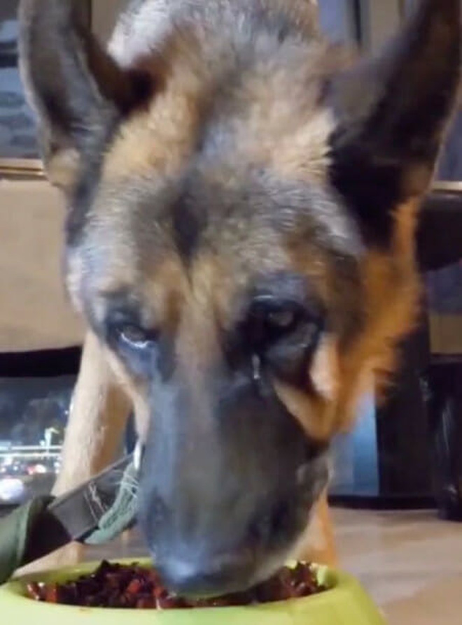 Chú chó giàn giụa nước mắt vì bị chủ bắt ăn ớt để quay video đu trend TikTok: Khi ngược đãi động vật núp bóng video giải trí vô hại - Ảnh 2.