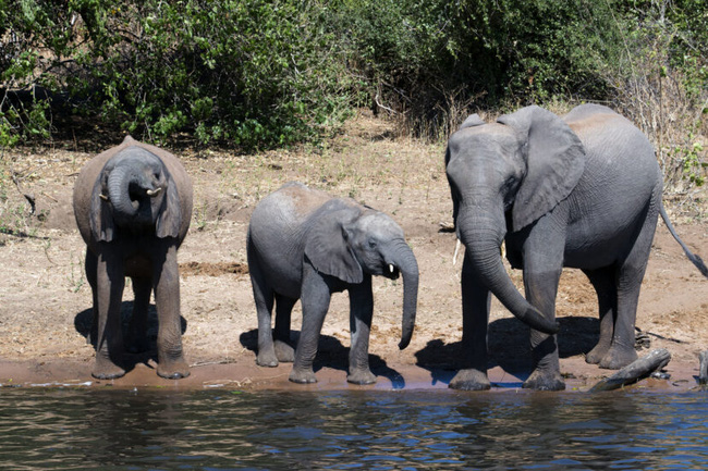 Đã có lời giải cho cái chết bí ẩn của 350 con voi Nam Phi ở Botswana - Ảnh 5.