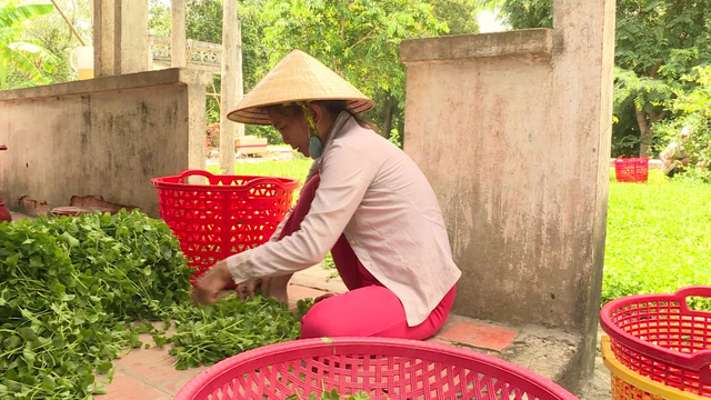 Trồng rau má quanh nhà, mỗi năm thu nhập hàng trăm triệu đồng - Ảnh 2.