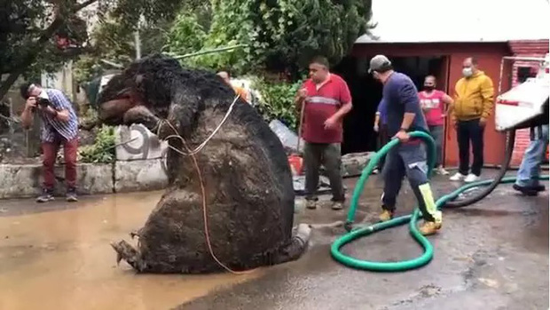 Người phụ nữ chết đuối trong nhà vì ngập lụt, sau khi thông cống phát hiện con chuột khổng lồ cùng hàng tấn rác thải gây tắc cứng - Ảnh 1.