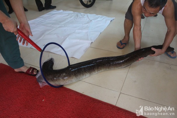 Người dân bắt được 2 con cá lệch khủng trên Sông Lam, bán hơn 30 triệu đồng - Ảnh 1.