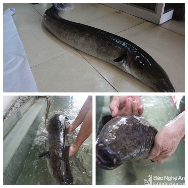 Người dân bắt được 2 con cá lệch khủng trên Sông Lam, bán hơn 30 triệu đồng - Ảnh 2.