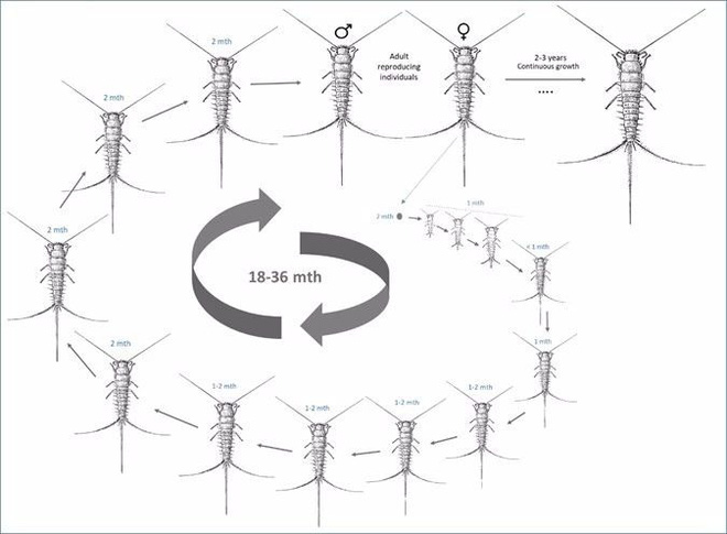 Khám phá sự thật về con mọt sách, chúng không chỉ ăn sách mà còn ăn tất cả các chất hữu cơ trong nhà bạn - Ảnh 5.