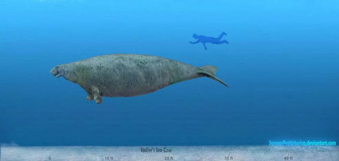 Chỉ mất 27 năm từ khi phát hiện ra đến khi tuyệt chủng, chuyện gì đã xảy ra với con vật khổng lồ dưới biển này? - Ảnh 11.