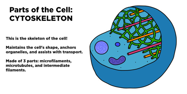 Làm sao để giải thích cho một đứa trẻ 4 tuổi hiểu: Tế bào là gì? - Ảnh 3.