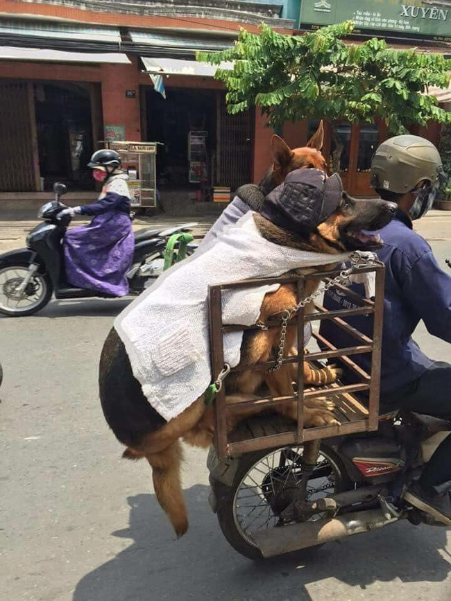 2 chú chó béo múp, ngồi đi chơi mà cũng như muốn tan chảy khỏi xe, dân mạng khuyên nên giảm cân nhìn cho đỡ ngấy - Ảnh 1.