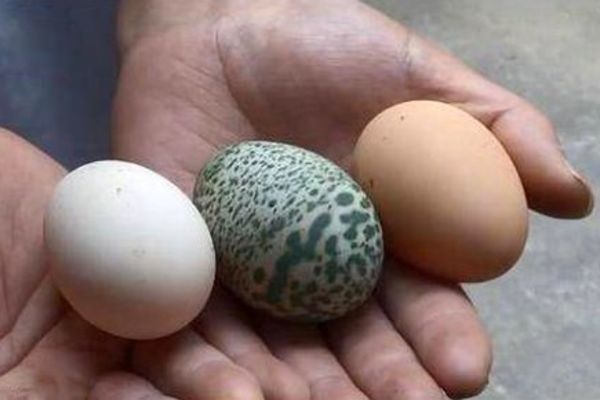 Kỳ lạ: Gà đẻ trứng màu xanh lá cây, có đốm hiếm gặp - Ảnh 1.