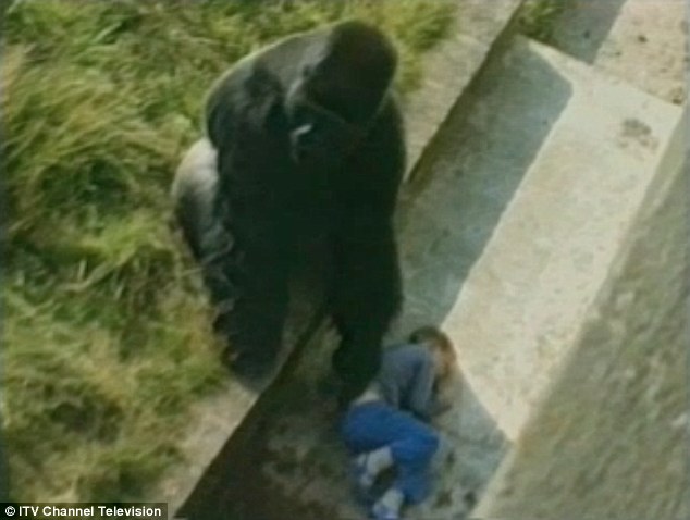 Bé trai 5 tuổi ngã vào chuồng khỉ đột bất tỉnh, con vật cao hơn 2m tiếp cận và những gì diễn ra sau đó khiến người ta vừa thót tim, vừa khó tin - Ảnh 6.