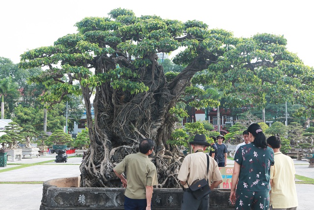 Cận cảnh cây sanh Mộc thạch nghênh phong cổ nhất châu Á, đại gia đổi 8 lô đất vẫn không bán - Ảnh 3.