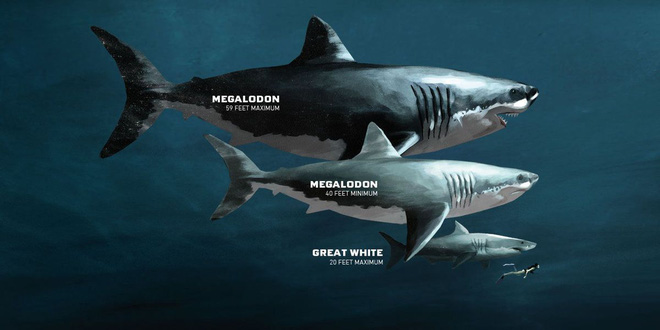 Kích thước chính xác của siêu quái vật Megalodon cuối cùng cũng được xác định - Ảnh 1.