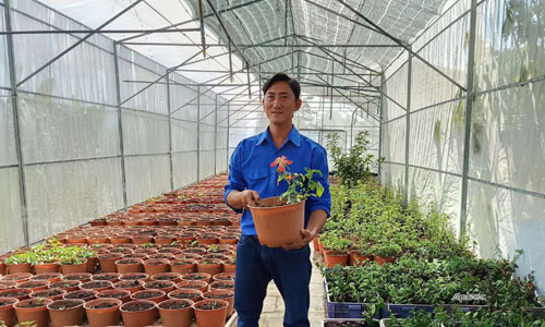 Tiền Giang: Anh nông dân trẻ bất ngờ thu 10 tỷ đồng nhờ trồng sâm quý trong chậu - Ảnh 1.