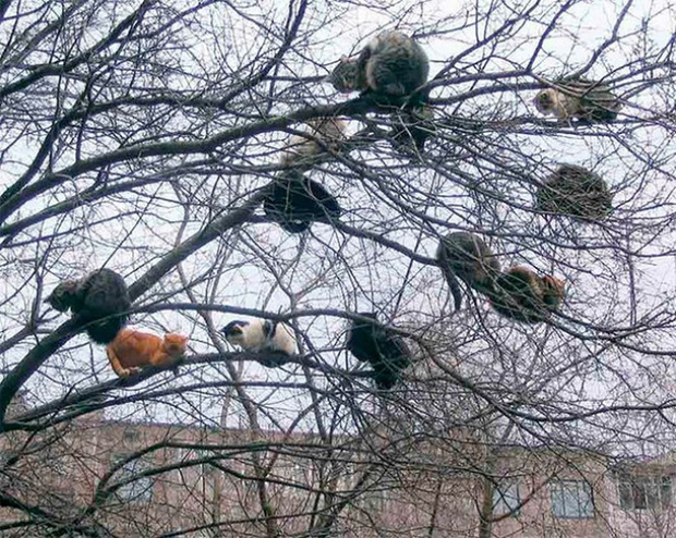 Những chú mèo được nuôi dạy bởi đám chim trời, chỉ thích tụ bạ ở ngọn cây - Ảnh 1.