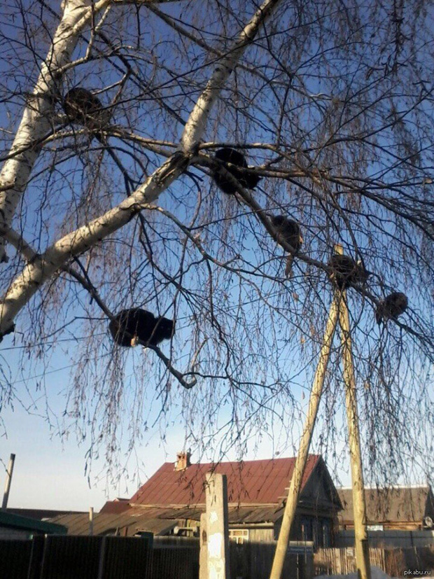 Những chú mèo được nuôi dạy bởi đám chim trời, chỉ thích tụ bạ ở ngọn cây - Ảnh 2.