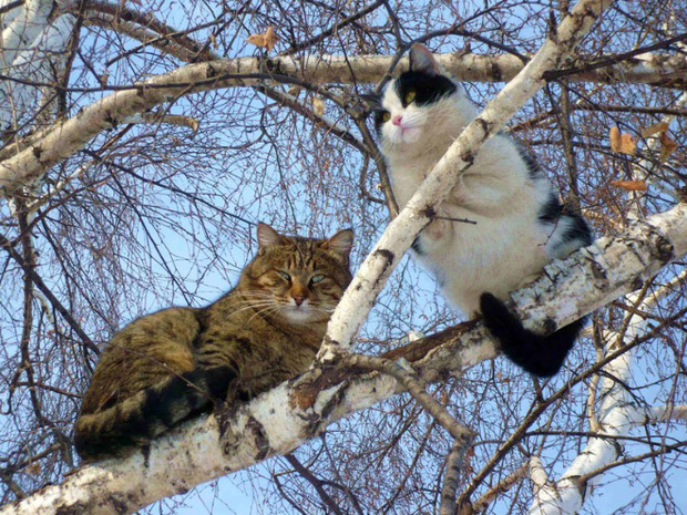 Những chú mèo được nuôi dạy bởi đám chim trời, chỉ thích tụ bạ ở ngọn cây - Ảnh 14.