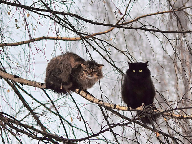 Những chú mèo được nuôi dạy bởi đám chim trời, chỉ thích tụ bạ ở ngọn cây - Ảnh 15.