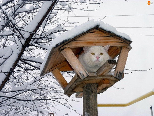 Những chú mèo được nuôi dạy bởi đám chim trời, chỉ thích tụ bạ ở ngọn cây - Ảnh 17.
