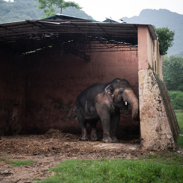 35 năm khổ sở của chú voi cô độc nhất hành tinh sắp được tự do: Gánh chịu nỗi đau mất bạn đời, tình trạng sức khỏe ai nghe cũng xót xa - Ảnh 2.