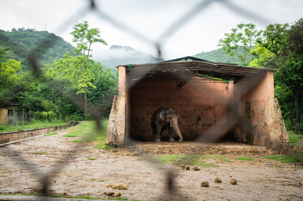35 năm khổ sở của chú voi cô độc nhất hành tinh sắp được tự do: Gánh chịu nỗi đau mất bạn đời, tình trạng sức khỏe ai nghe cũng xót xa - Ảnh 3.