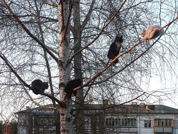 Những chú mèo được nuôi dạy bởi đám chim trời, chỉ thích tụ bạ ở ngọn cây - Ảnh 5.
