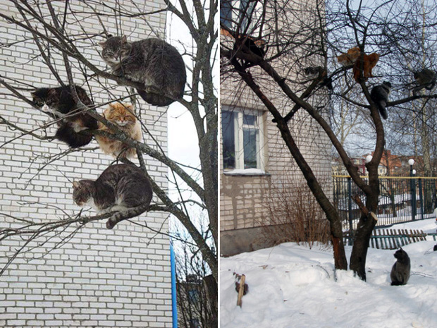 Những chú mèo được nuôi dạy bởi đám chim trời, chỉ thích tụ bạ ở ngọn cây - Ảnh 7.