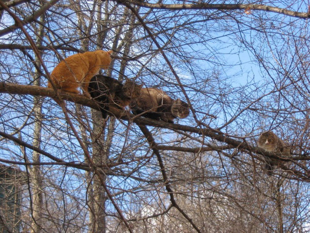 Những chú mèo được nuôi dạy bởi đám chim trời, chỉ thích tụ bạ ở ngọn cây - Ảnh 8.