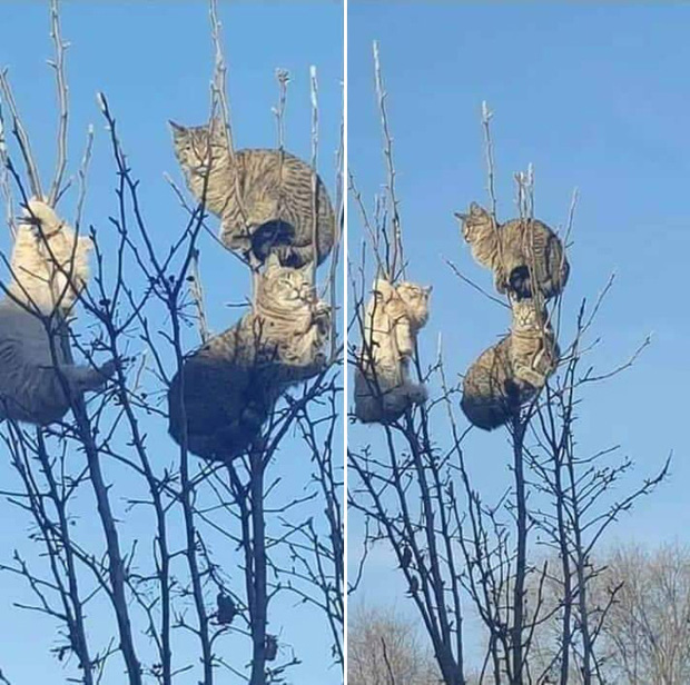 Những chú mèo được nuôi dạy bởi đám chim trời, chỉ thích tụ bạ ở ngọn cây - Ảnh 10.
