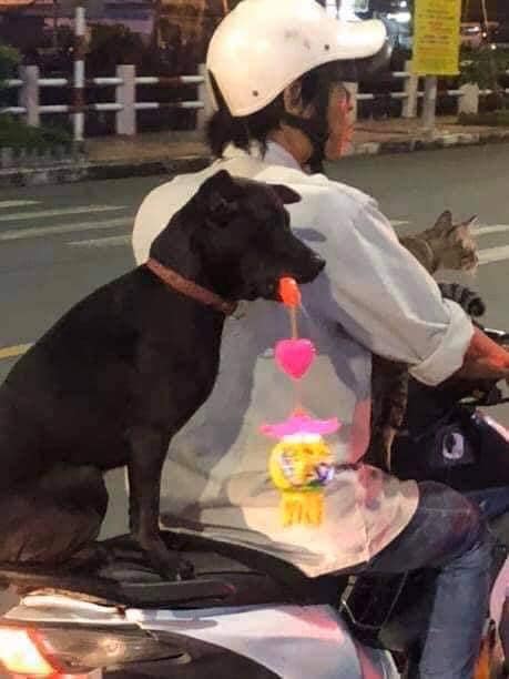 Chú chó hot trên MXH: Sáng mang cặp lồng tối mang đèn đi chơi, ngồi xe máy dạo quanh phố - Ảnh 3.