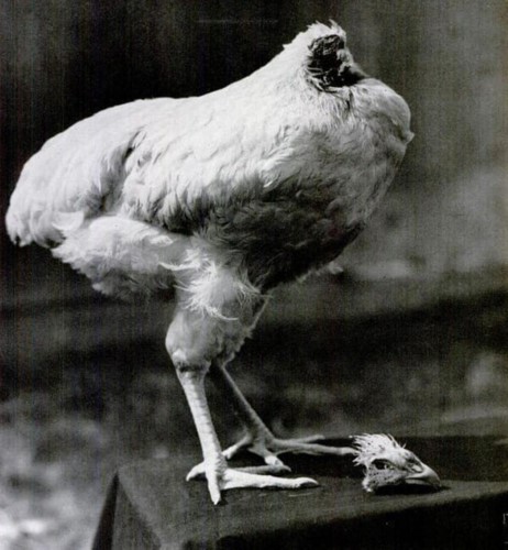 Cuộc đời kỳ lạ của con gà không đầu - Ảnh 2.