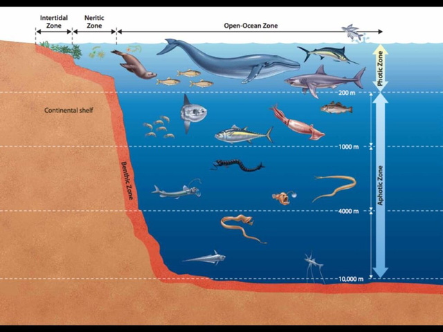Điều gì đã giúp các loài cá vùng biển sâu chịu được áp lực nước lên đến hàng ngàn tấn trên mỗi mét vuông? - Ảnh 7.