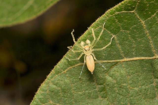 1001 thắc mắc: Lo&agrave;i nhện n&agrave;o đ&aacute;ng sợ nhất thế giới? - Ảnh 2.