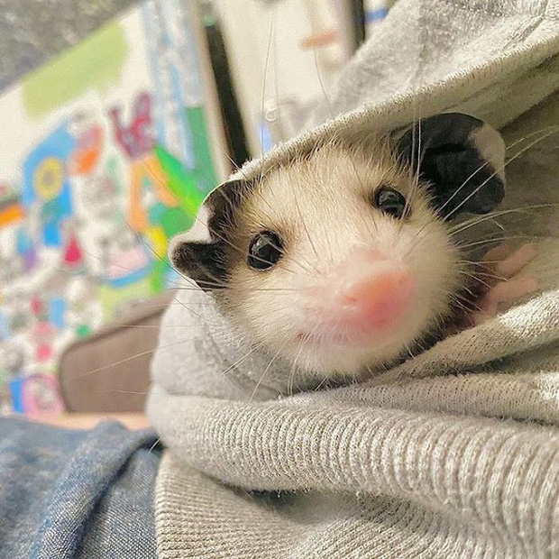 Những người sợ chuột chắc chắn sẽ khóc thét sau khi biết được loài thú cưng kỳ lạ này - Ảnh 14. Những người sợ chuột chắc chắn sẽ khóc thét sau khi biết được loài thú cưng kỳ lạ này - Ảnh 14.