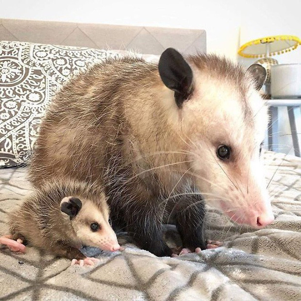 Những người sợ chuột chắc chắn sẽ khóc thét sau khi biết được loài thú cưng kỳ lạ này - Ảnh 15. Những người sợ chuột chắc chắn sẽ khóc thét sau khi biết được loài thú cưng kỳ lạ này - Ảnh 15.