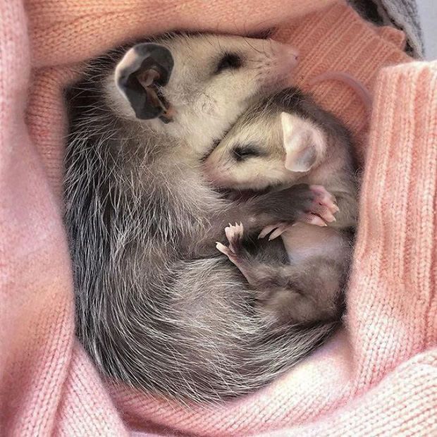 Những người sợ chuột chắc chắn sẽ khóc thét sau khi biết được loài thú cưng kỳ lạ này - Ảnh 16. Những người sợ chuột chắc chắn sẽ khóc thét sau khi biết được loài thú cưng kỳ lạ này - Ảnh 16.