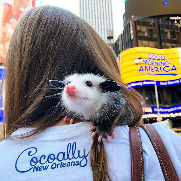 Những người sợ chuột chắc chắn sẽ khóc thét sau khi biết được loài thú cưng kỳ lạ này - Ảnh 18. Những người sợ chuột chắc chắn sẽ khóc thét sau khi biết được loài thú cưng kỳ lạ này - Ảnh 18.