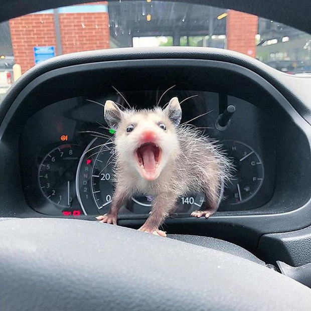 Những người sợ chuột chắc chắn sẽ khóc thét sau khi biết được loài thú cưng kỳ lạ này - Ảnh 25. Những người sợ chuột chắc chắn sẽ khóc thét sau khi biết được loài thú cưng kỳ lạ này - Ảnh 25.