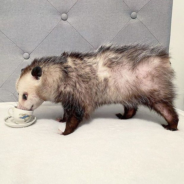 Những người sợ chuột chắc chắn sẽ khóc thét sau khi biết được loài thú cưng kỳ lạ này - Ảnh 26. Những người sợ chuột chắc chắn sẽ khóc thét sau khi biết được loài thú cưng kỳ lạ này - Ảnh 26.