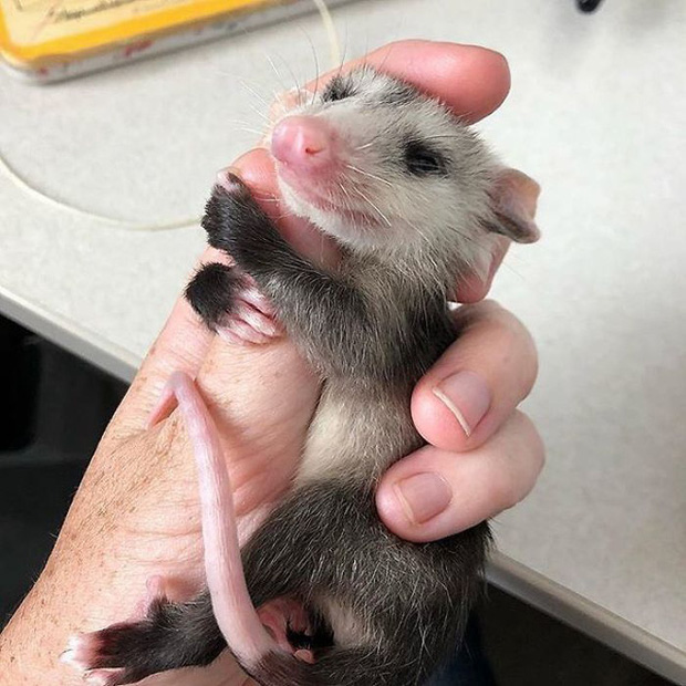 Những người sợ chuột chắc chắn sẽ khóc thét sau khi biết được loài thú cưng kỳ lạ này - Ảnh 28. Những người sợ chuột chắc chắn sẽ khóc thét sau khi biết được loài thú cưng kỳ lạ này - Ảnh 28.