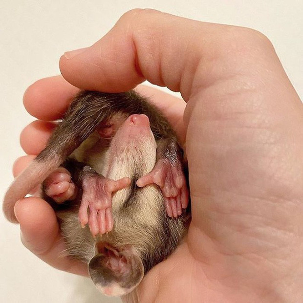 Những người sợ chuột chắc chắn sẽ khóc thét sau khi biết được loài thú cưng kỳ lạ này - Ảnh 29. Những người sợ chuột chắc chắn sẽ khóc thét sau khi biết được loài thú cưng kỳ lạ này - Ảnh 29.