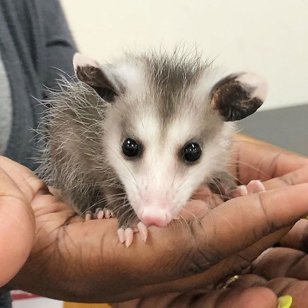 Những người sợ chuột chắc chắn sẽ khóc thét sau khi biết được loài thú cưng kỳ lạ này - Ảnh 32. Những người sợ chuột chắc chắn sẽ khóc thét sau khi biết được loài thú cưng kỳ lạ này - Ảnh 32.