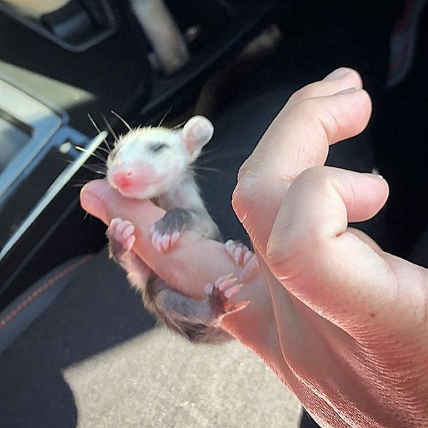 Những người sợ chuột chắc chắn sẽ khóc thét sau khi biết được loài thú cưng kỳ lạ này - Ảnh 34. Những người sợ chuột chắc chắn sẽ khóc thét sau khi biết được loài thú cưng kỳ lạ này - Ảnh 34.