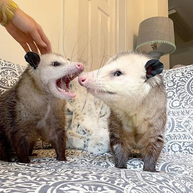 Những người sợ chuột chắc chắn sẽ khóc thét sau khi biết được loài thú cưng kỳ lạ này - Ảnh 36. Những người sợ chuột chắc chắn sẽ khóc thét sau khi biết được loài thú cưng kỳ lạ này - Ảnh 36.