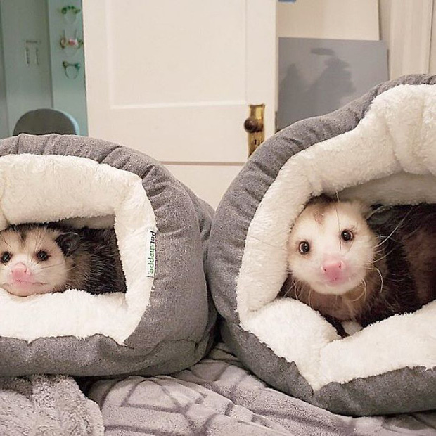 Những người sợ chuột chắc chắn sẽ khóc thét sau khi biết được loài thú cưng kỳ lạ này - Ảnh 5. Những người sợ chuột chắc chắn sẽ khóc thét sau khi biết được loài thú cưng kỳ lạ này - Ảnh 5.