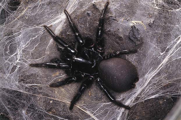 1001 thắc mắc: Loài nhện nào đáng sợ nhất thế giới? - Ảnh 5.