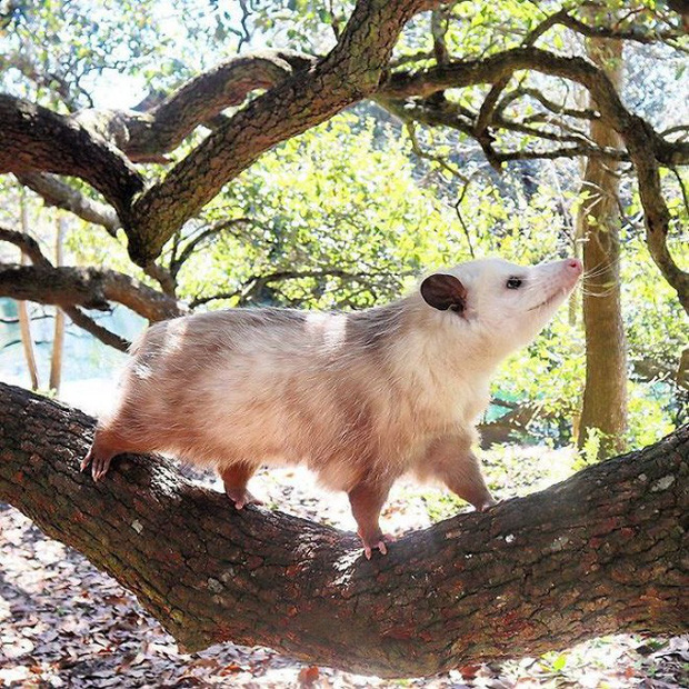 Những người sợ chuột chắc chắn sẽ khóc thét sau khi biết được loài thú cưng kỳ lạ này - Ảnh 10. Những người sợ chuột chắc chắn sẽ khóc thét sau khi biết được loài thú cưng kỳ lạ này - Ảnh 10.